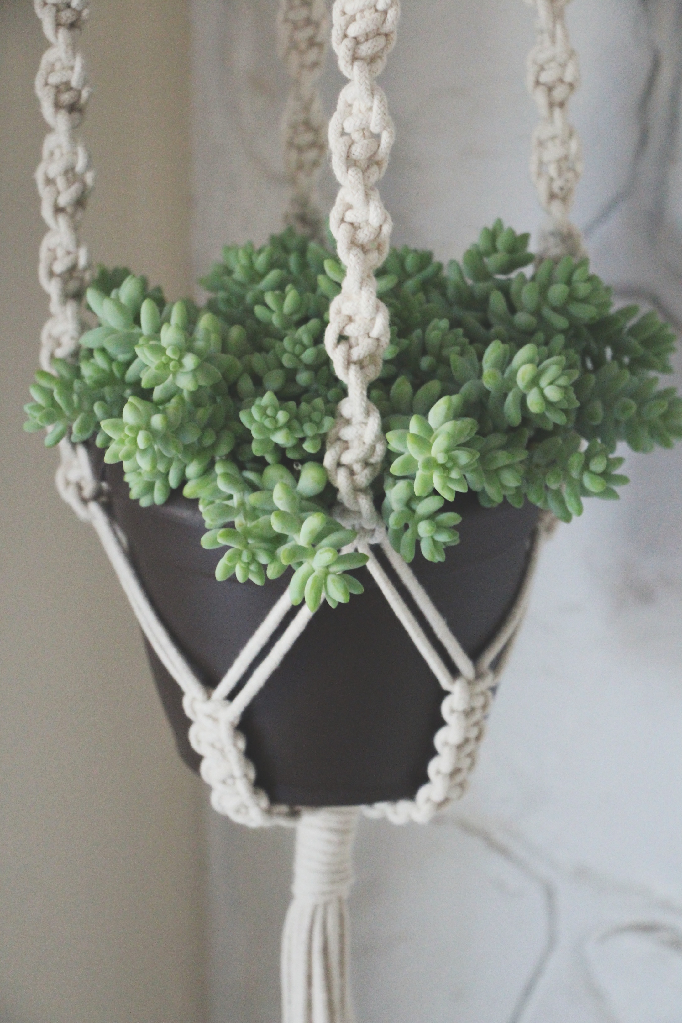 macrame plant hanger and succulent&nbsp;